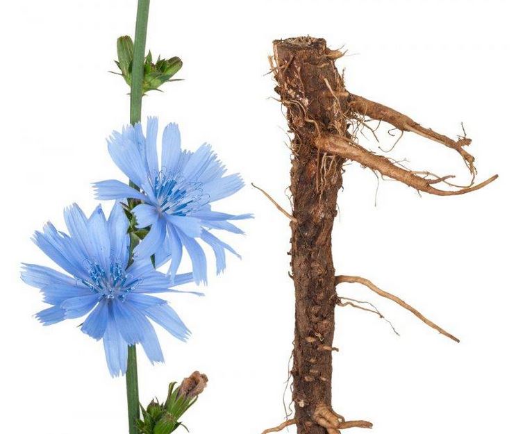 ریشه کاسنی (بسته بندی 100 گرمی)